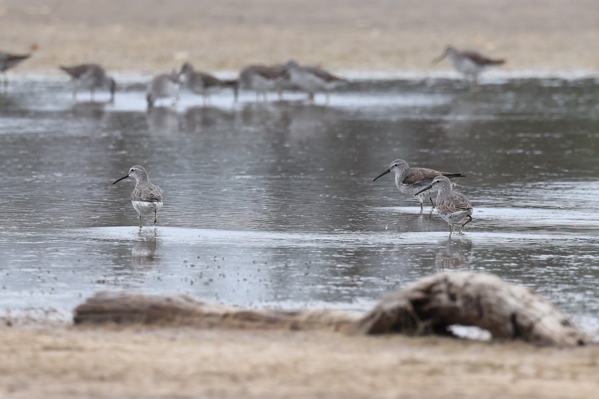 Stilt Sandpiper - ML619632985