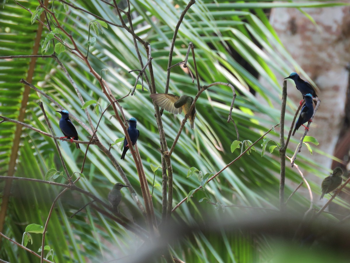 Red-legged Honeycreeper - Sam Holcomb