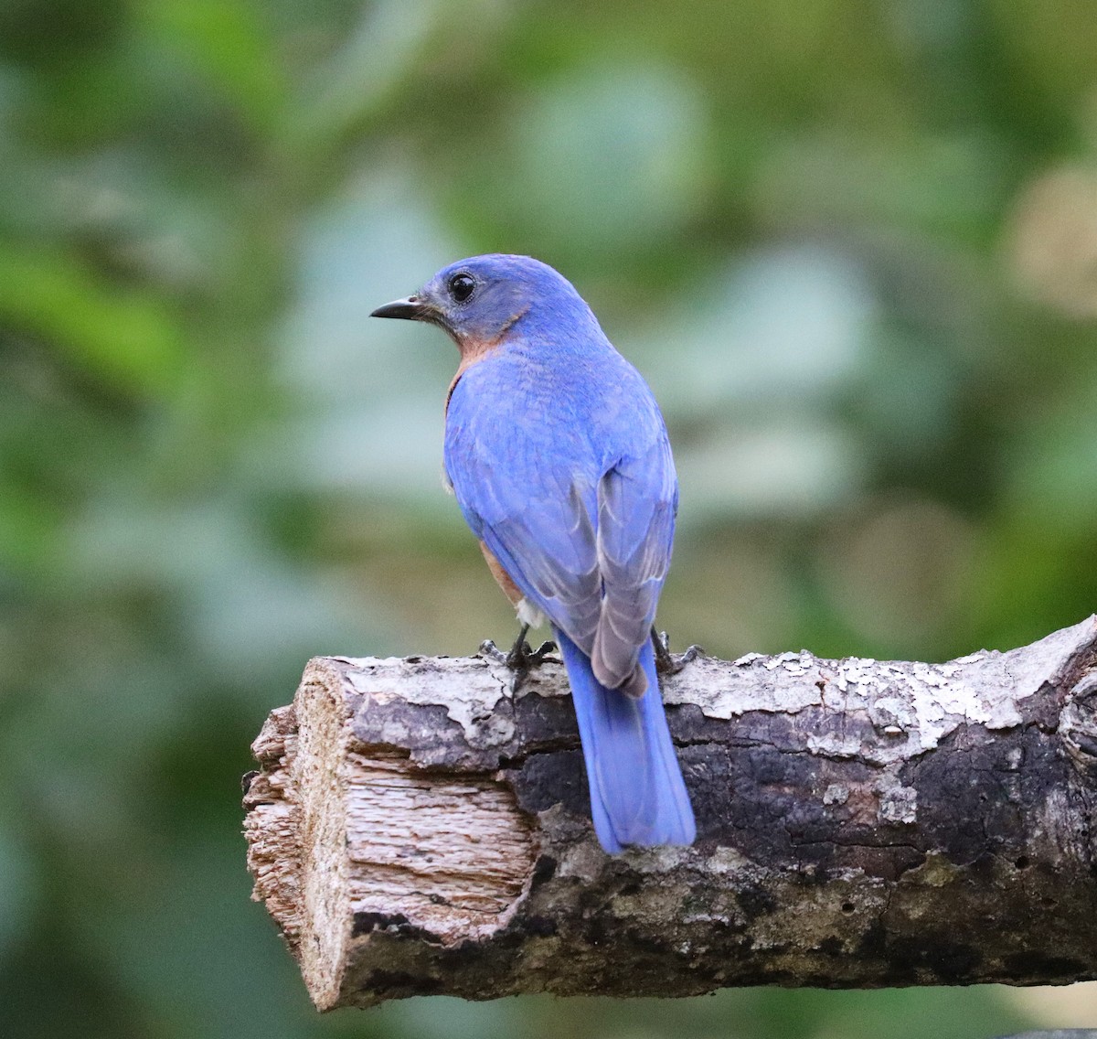 Eastern Bluebird - ML619632988