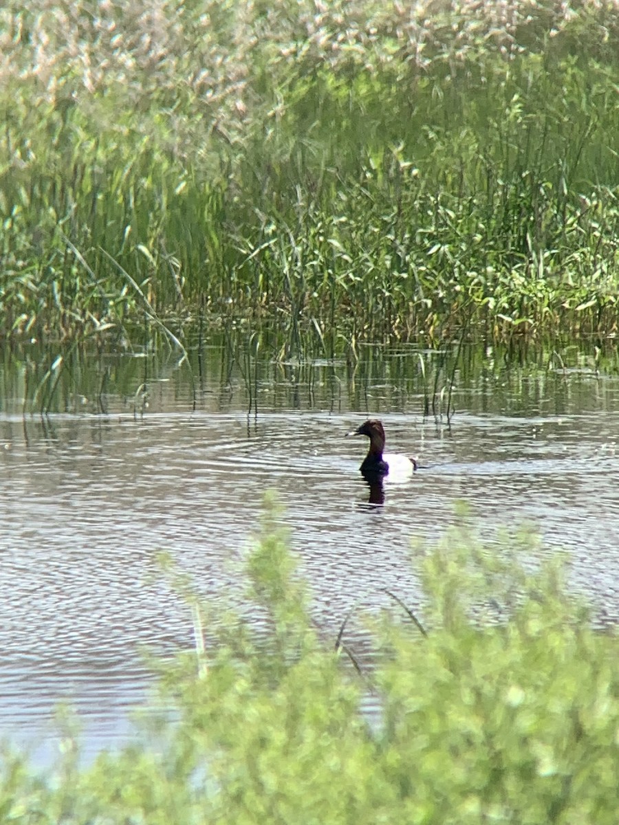 Canvasback - amanda medaries