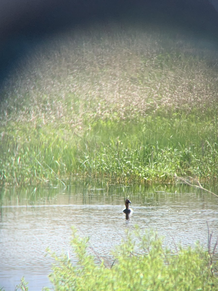 Canvasback - amanda medaries