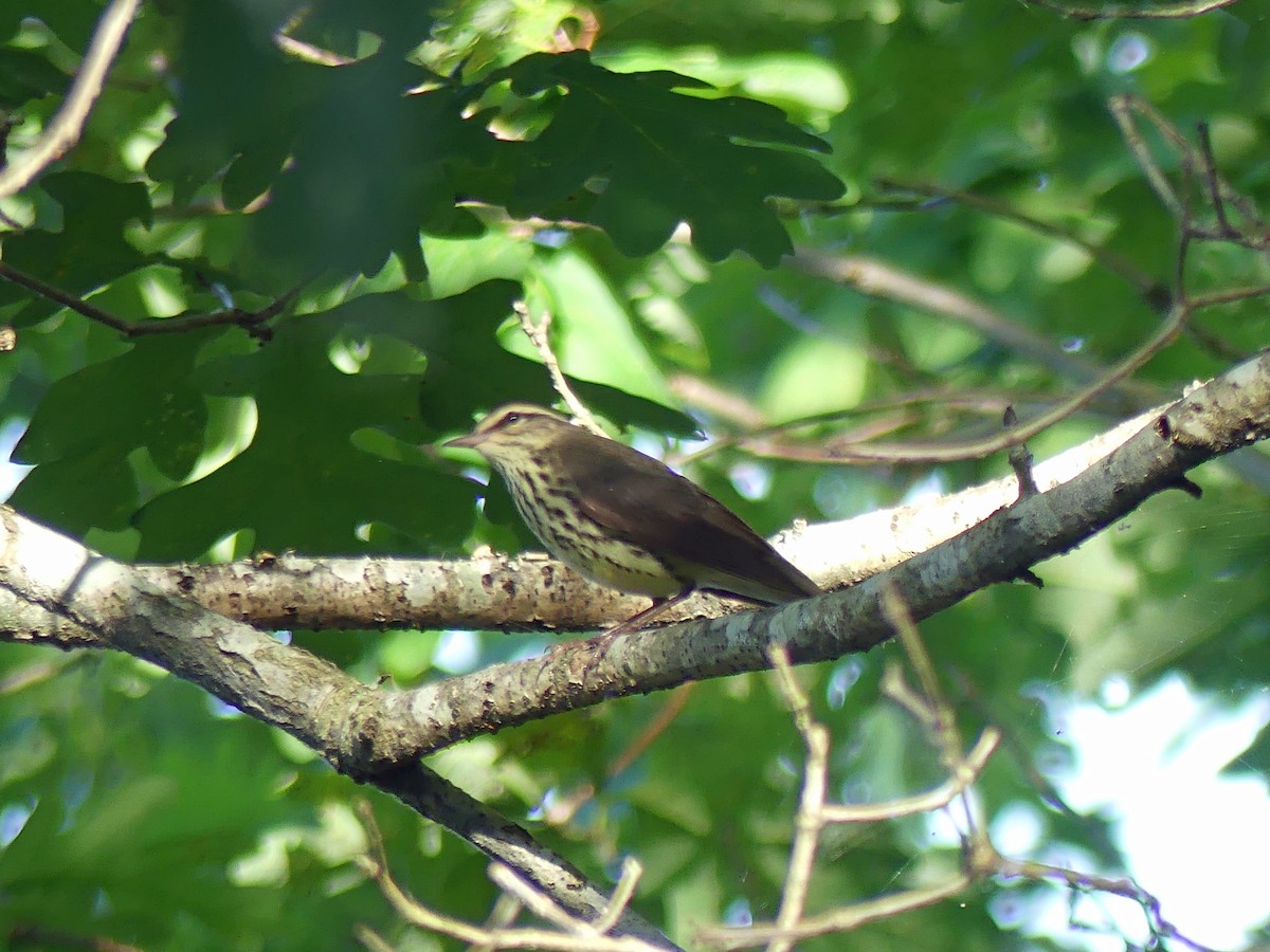 Northern Waterthrush - ML619633000