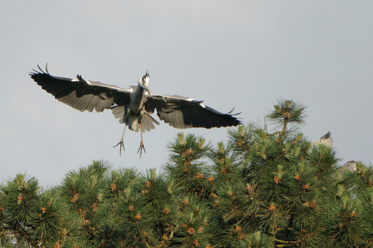 Gray Heron - Susanne Meyer