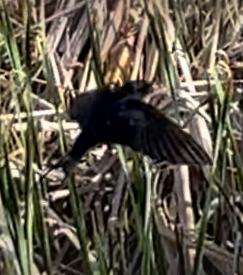 Barn Swallow - ML619633017