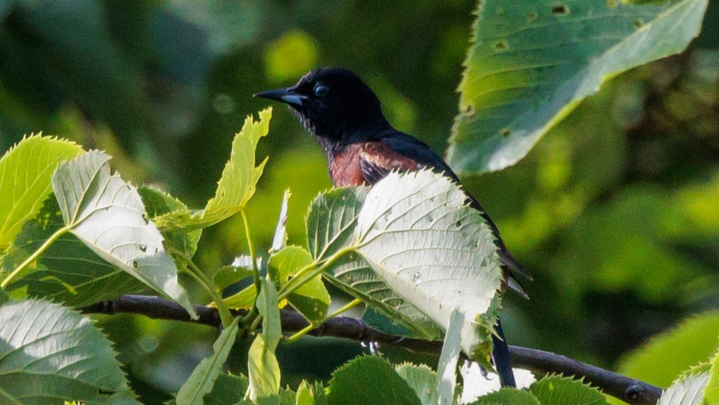 Orchard Oriole - ML619633020