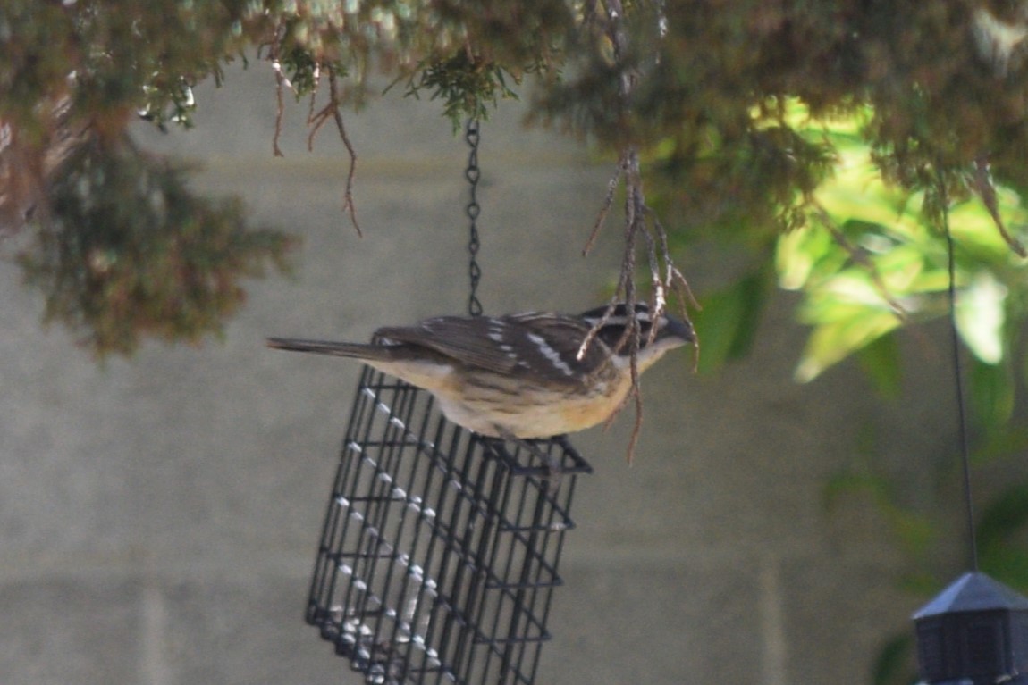 Black-headed Grosbeak - William Harmon