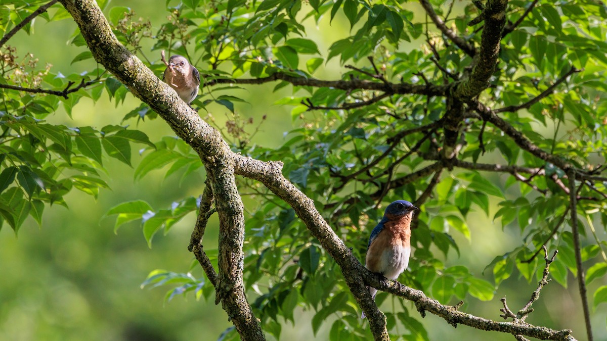 Eastern Bluebird - ML619633028