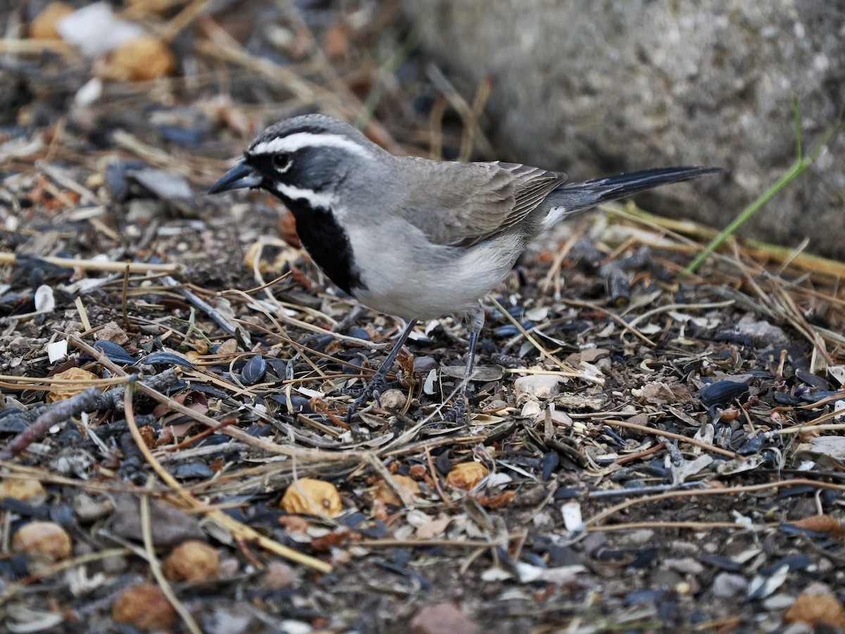 Black-throated Sparrow - Rishab Ghosh