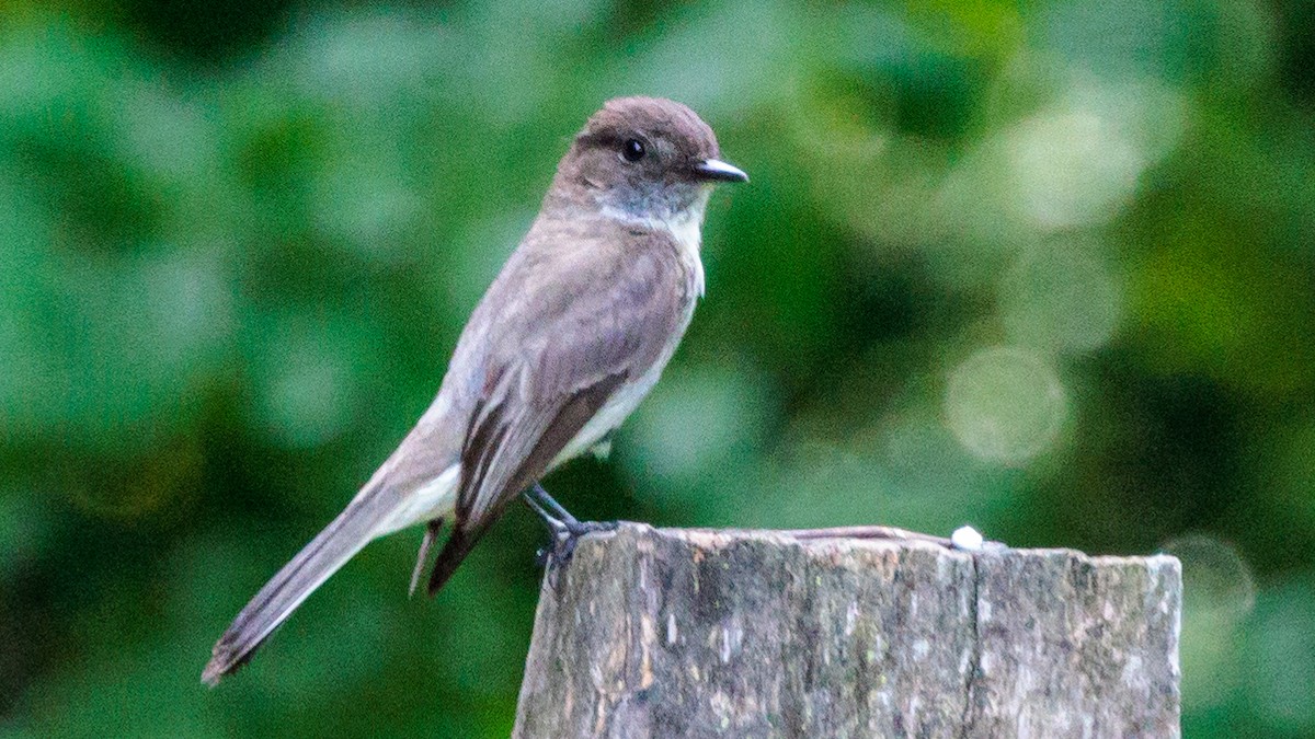 Eastern Phoebe - ML619633035