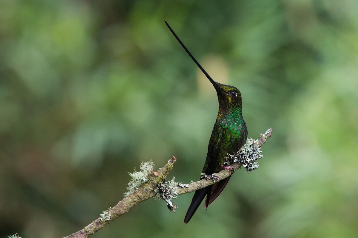 Sword-billed Hummingbird - Brian Healy