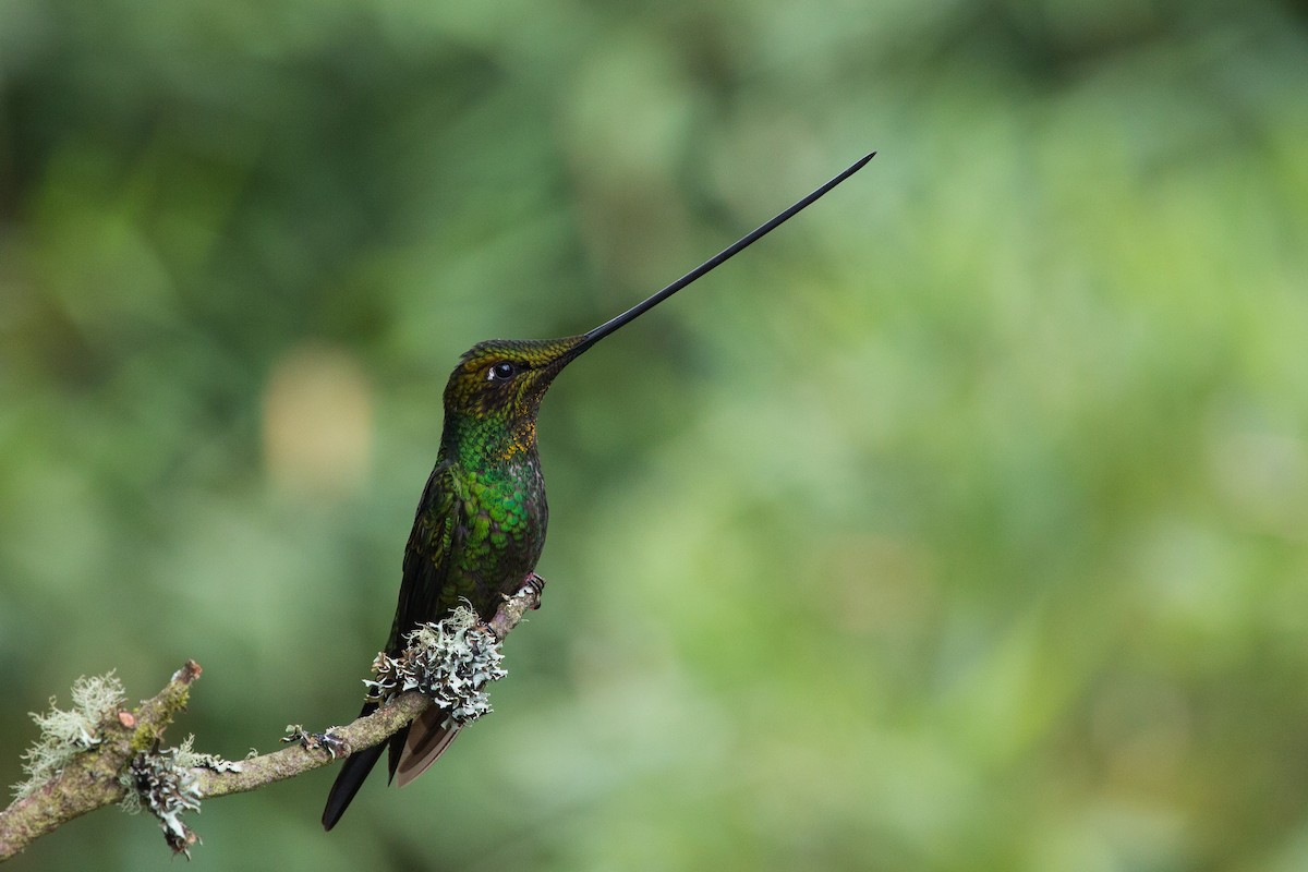 Sword-billed Hummingbird - Brian Healy