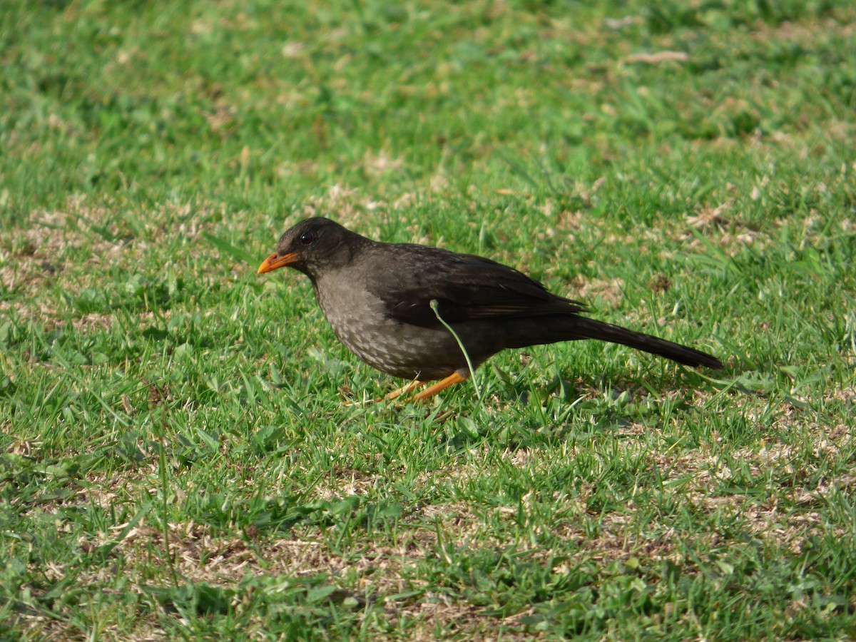 Great Thrush - Camilo Mendoza