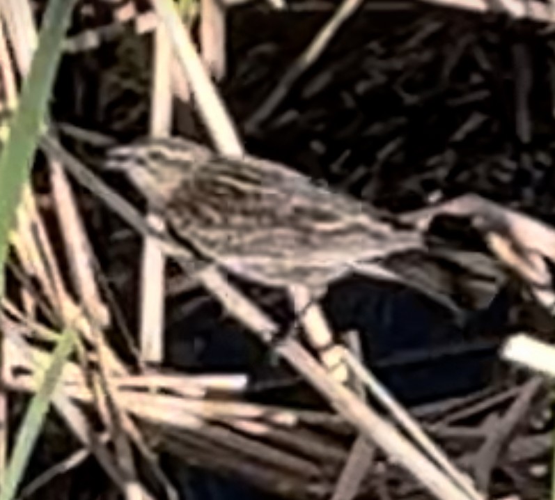 Red-winged Blackbird - ML619633049