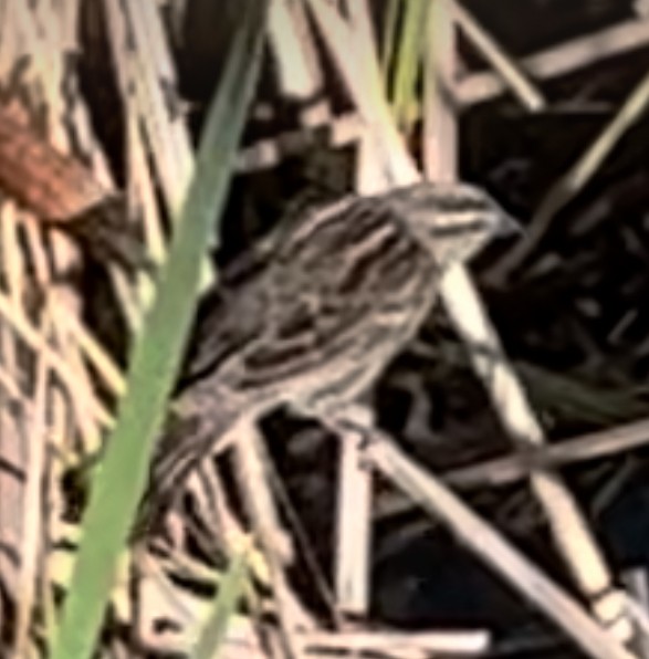 Red-winged Blackbird - ML619633050