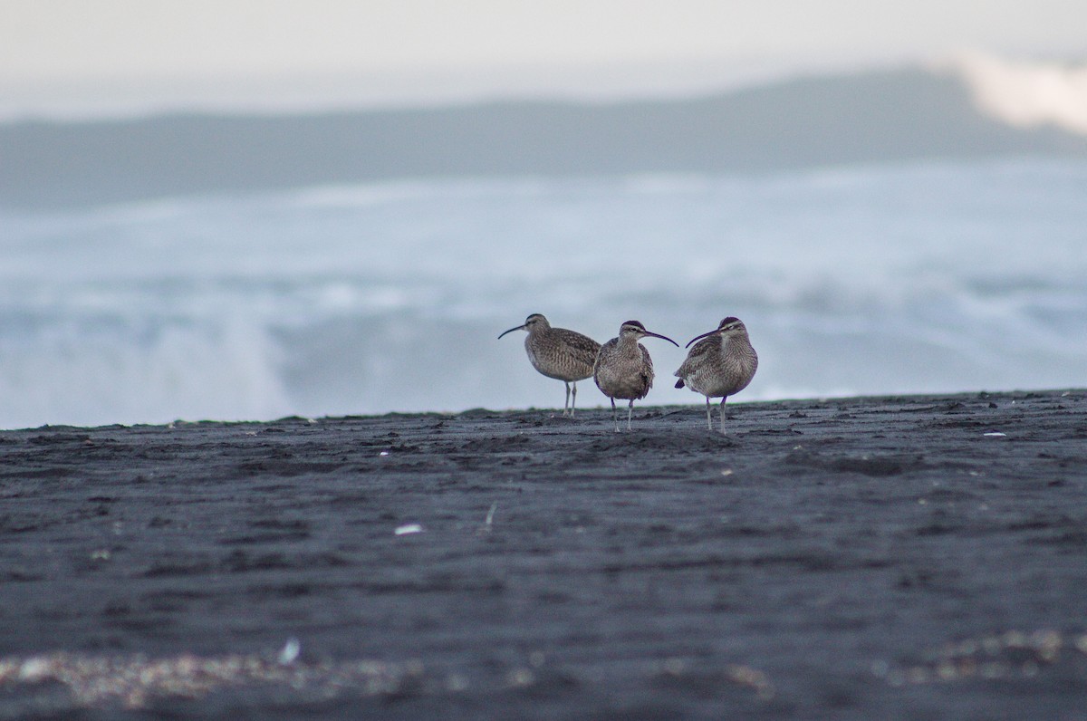 Whimbrel - Vicente Avilés