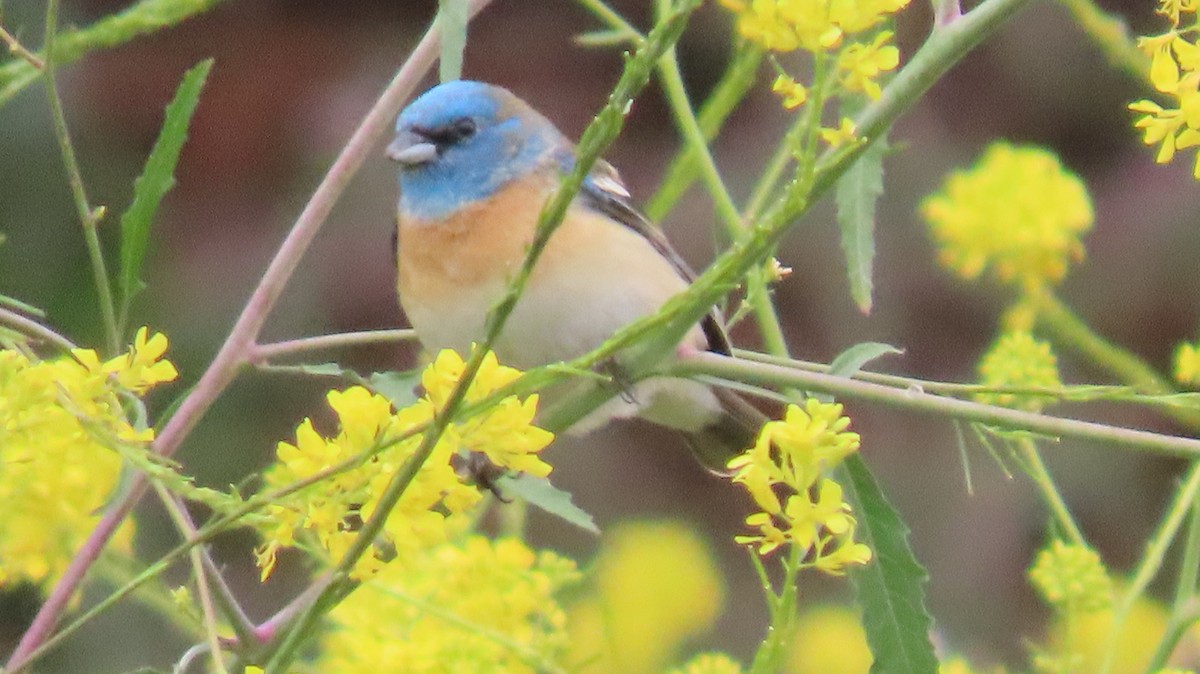 Lazuli Bunting - ML619633057