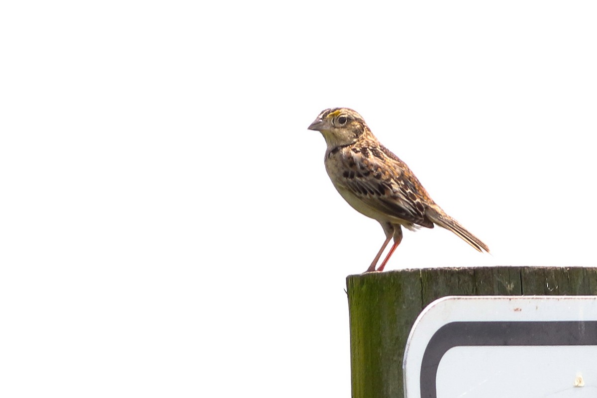 Grasshopper Sparrow - Mike Shull