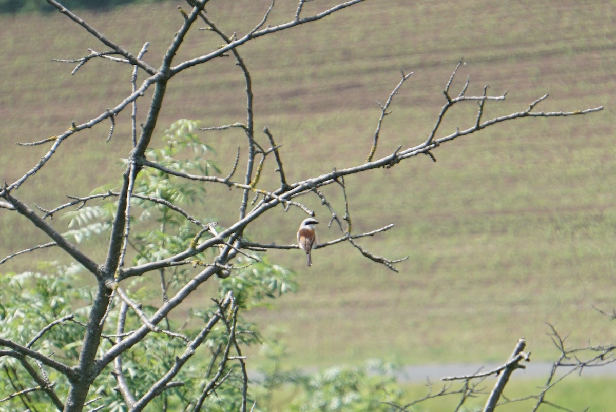 Red-backed Shrike - Patricia Werner