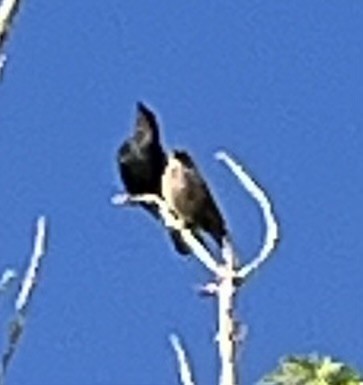 Brown-headed Cowbird - Joanna Clark