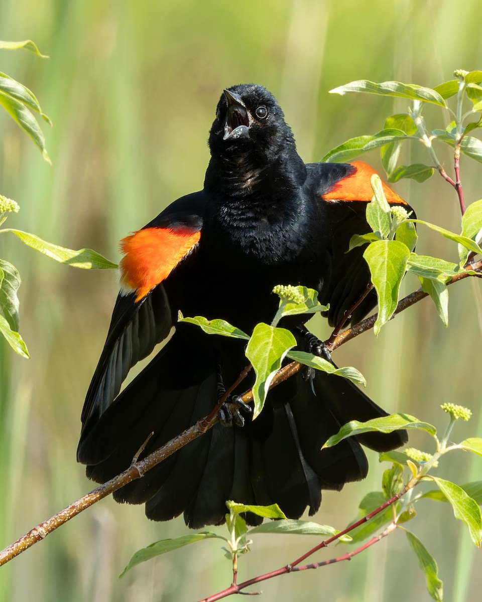 Red-winged Blackbird - Kyle Blaney