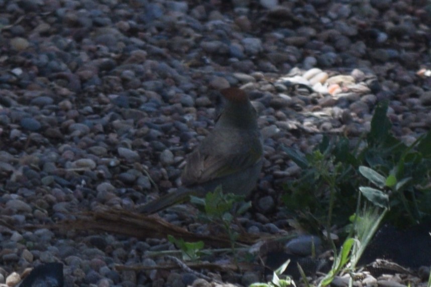 Green-tailed Towhee - William Harmon