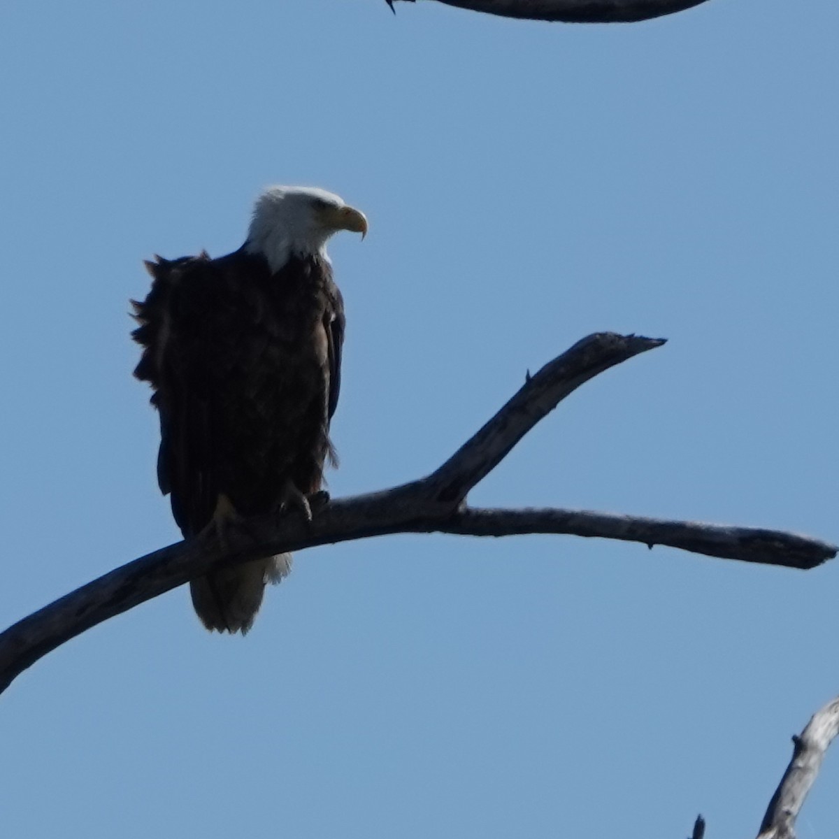 Bald Eagle - ML619633071