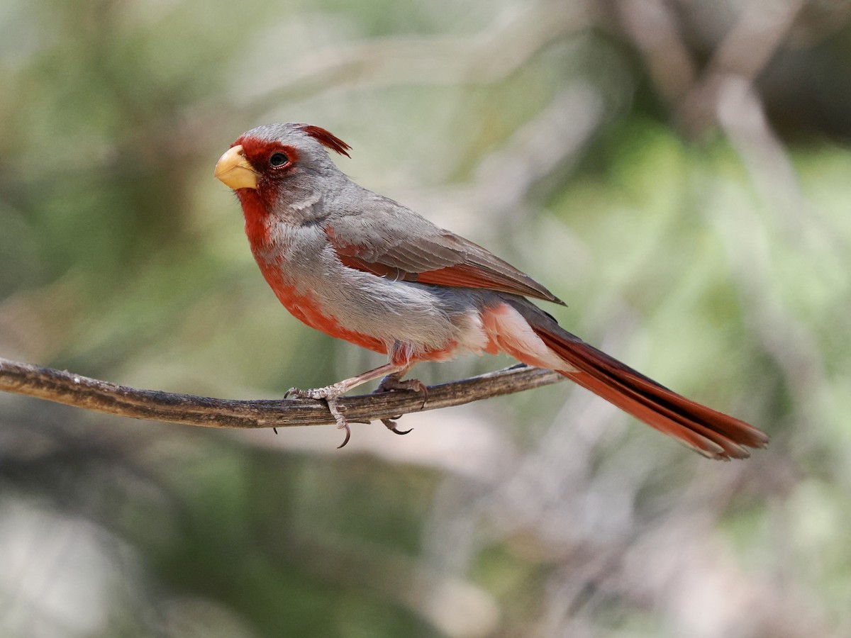 Pyrrhuloxia - Rishab Ghosh