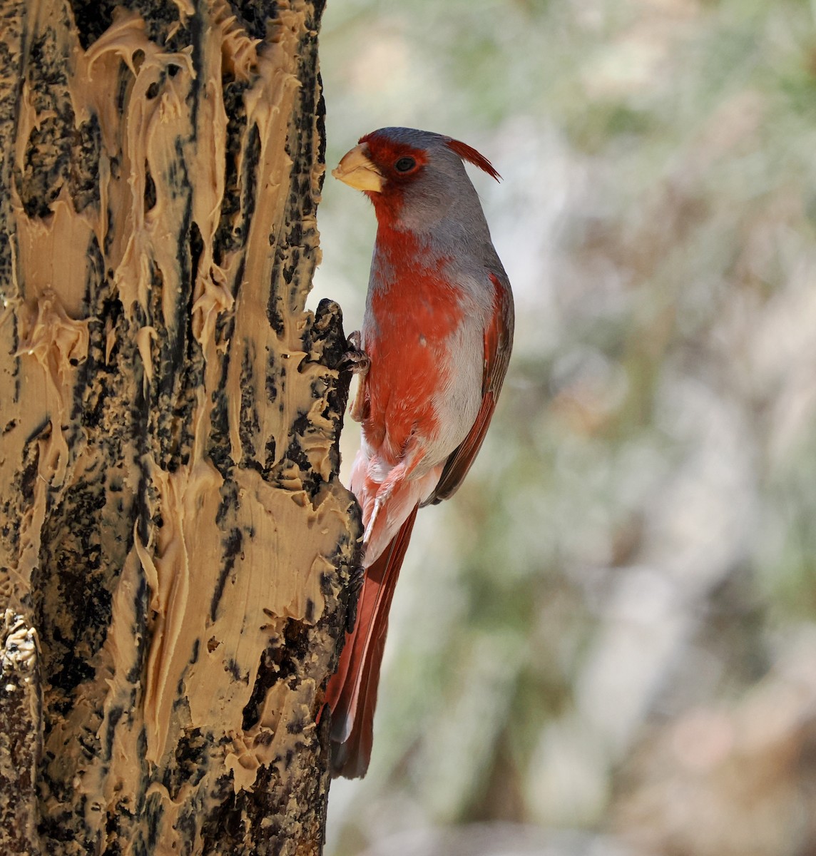 Pyrrhuloxia - Rishab Ghosh