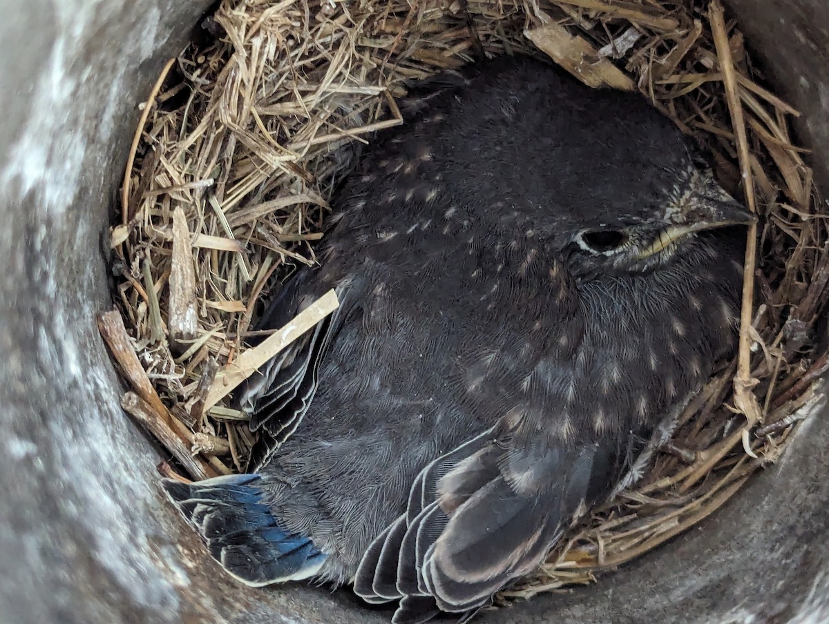 Blue Jay - Karius Kiracofe