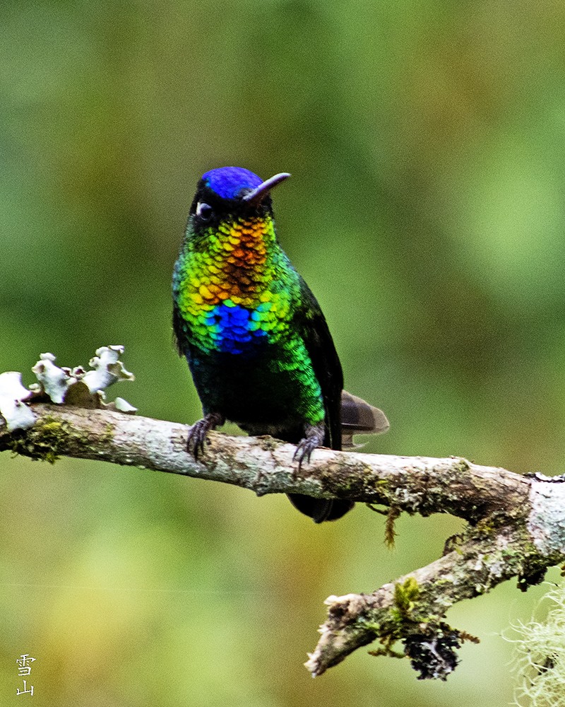 Fiery-throated Hummingbird - Helen Berkman