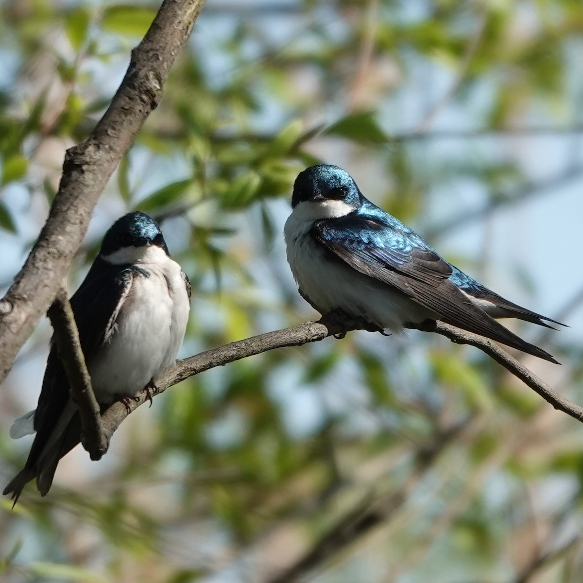 Tree Swallow - ML619633094