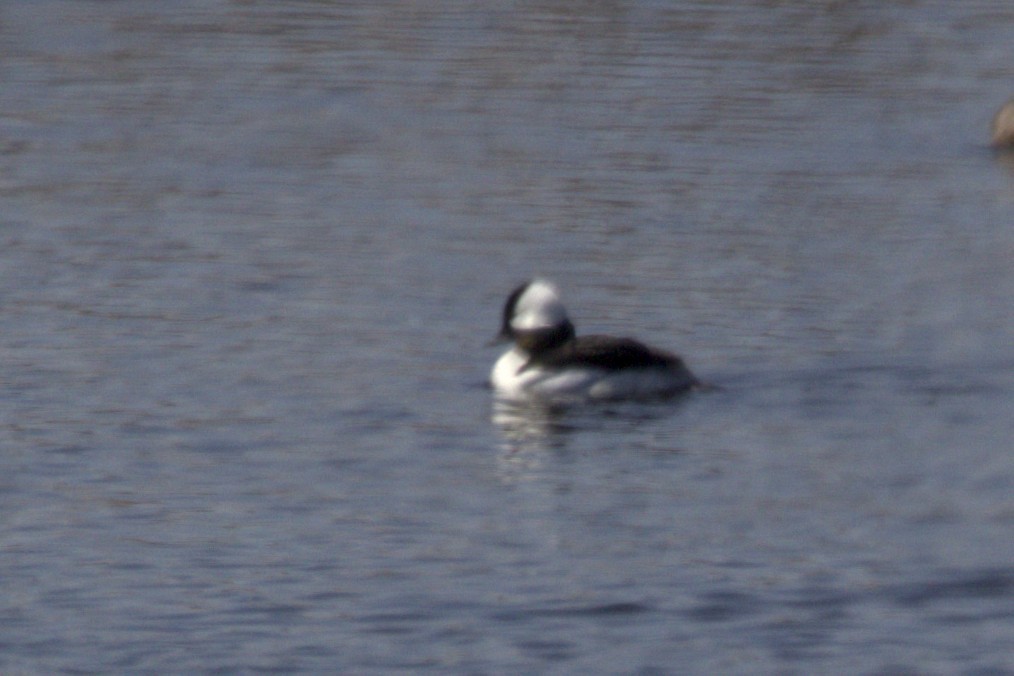 Bufflehead - Josh Silva