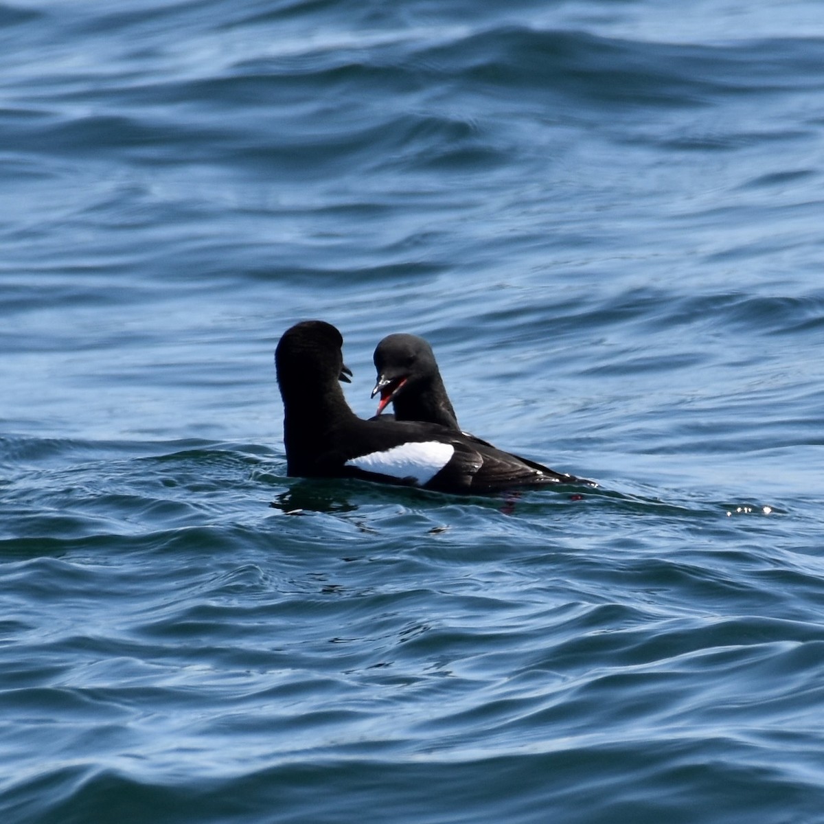 Black Guillemot - ML619633099