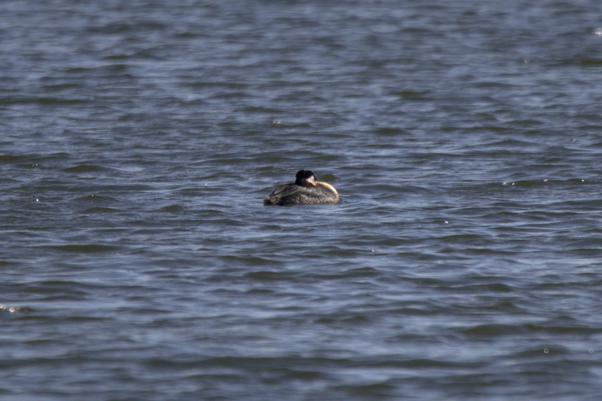Red-necked Grebe - ML619633108