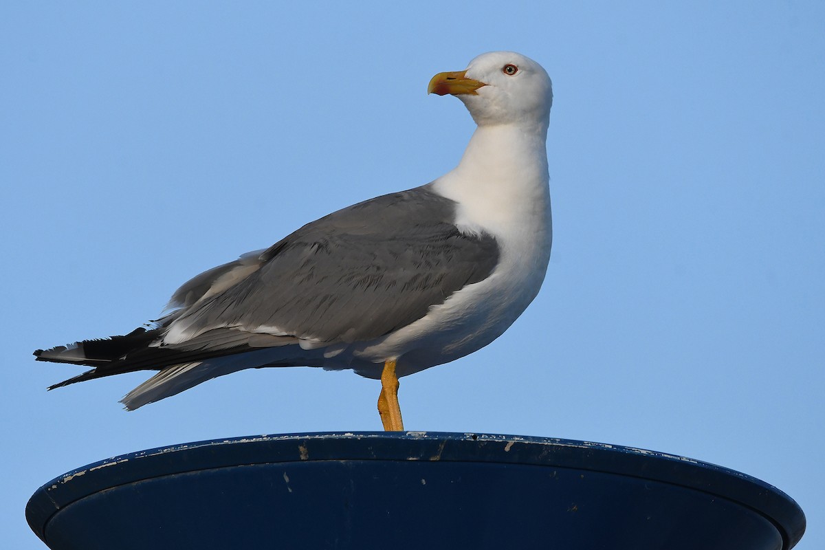 Gaviota Patiamarilla - ML619633111