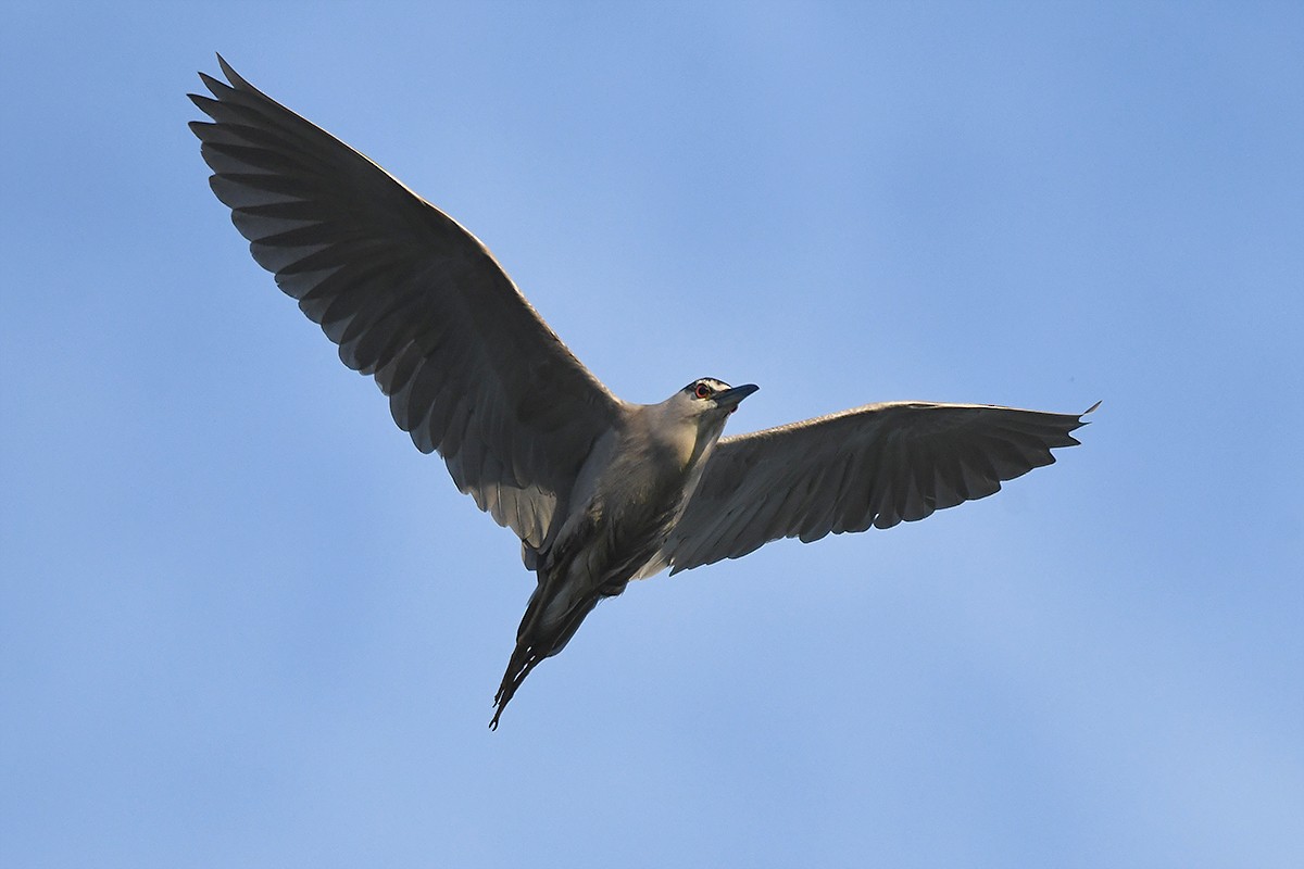 Black-crowned Night Heron - ML619633114