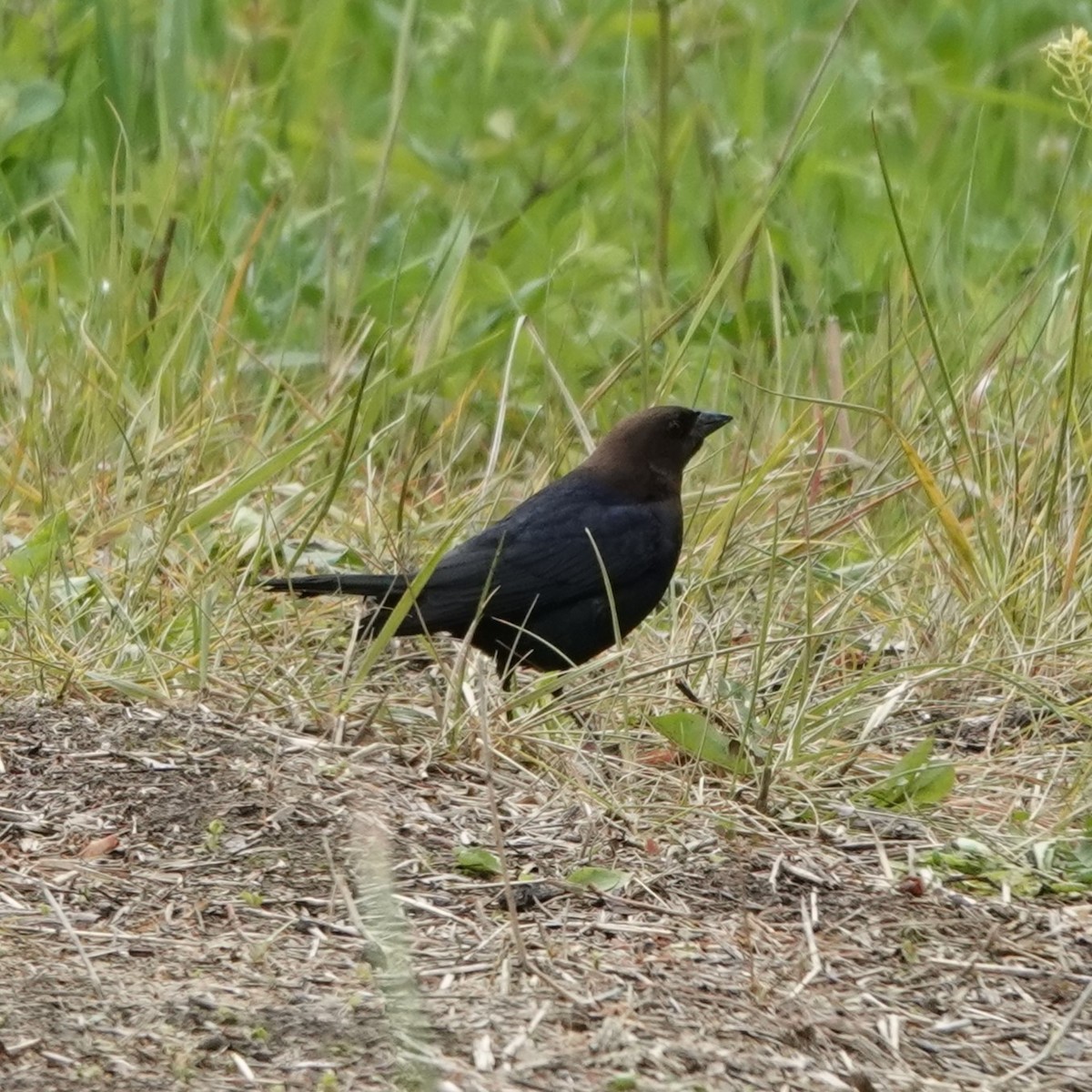 Brown-headed Cowbird - ML619633123