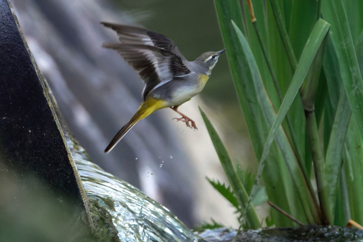 Gray Wagtail - Susanne Meyer