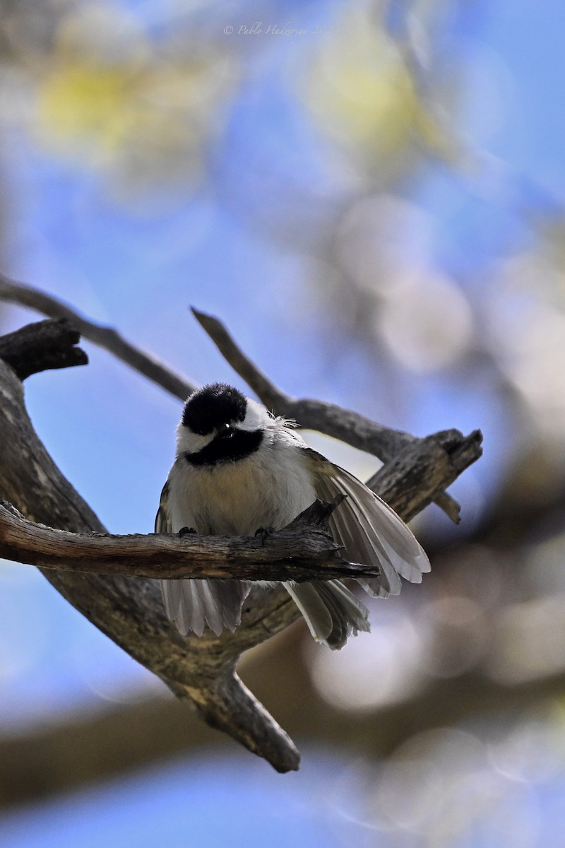 Black-capped Chickadee - Pablo Hadzeriga