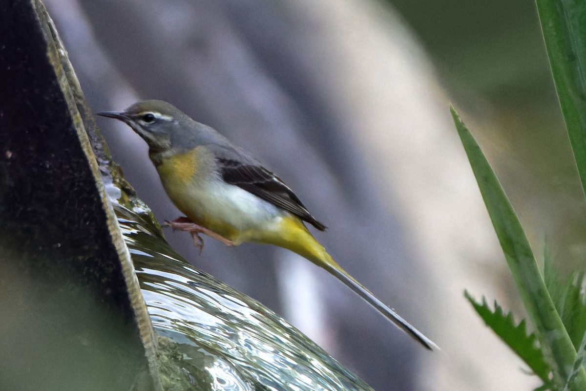 Gray Wagtail - Susanne Meyer