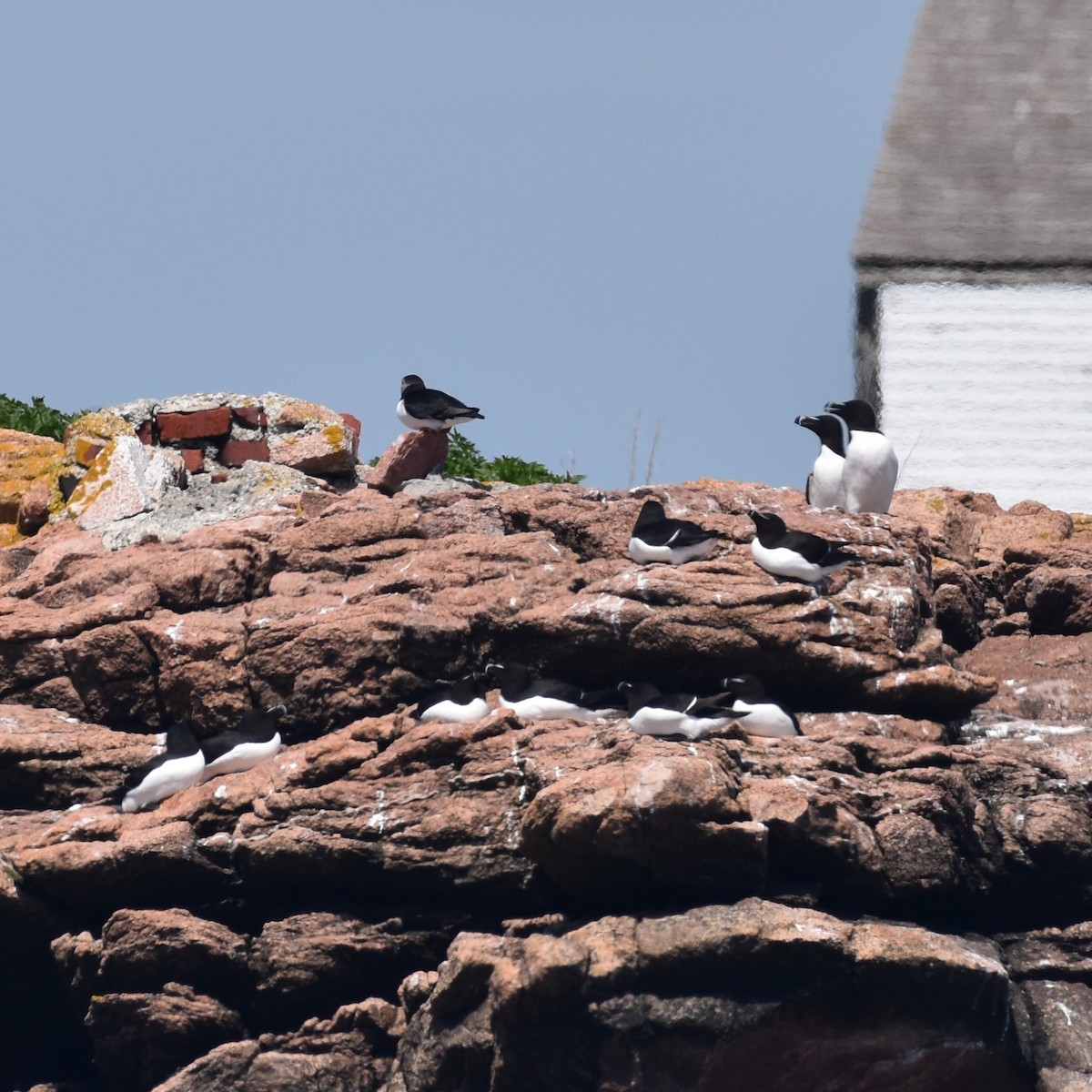 Razorbill - Shauna Rasband