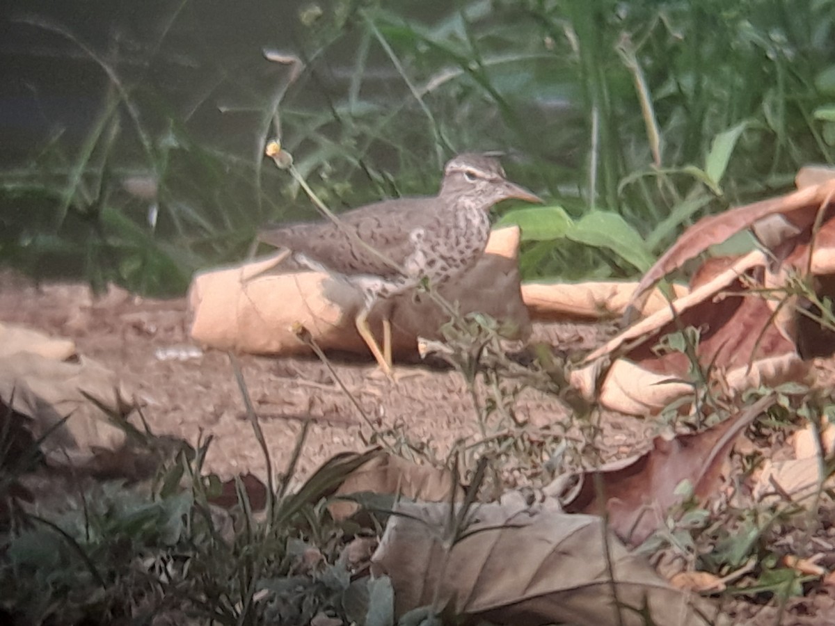 Spotted Sandpiper - Jose Chacon