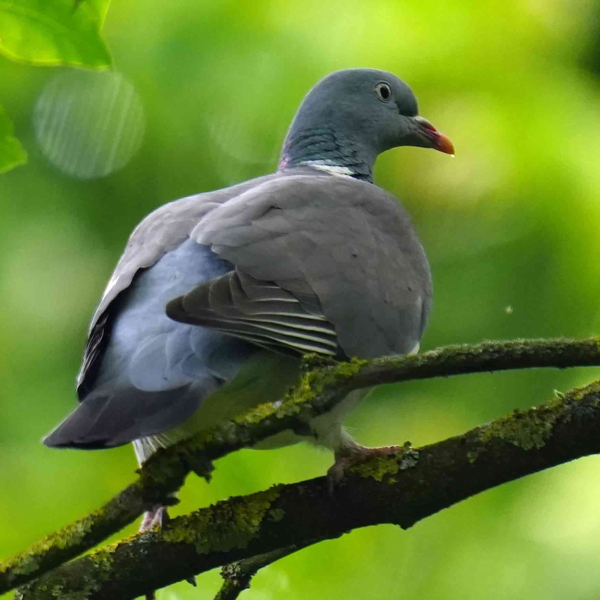Common Wood-Pigeon - Basia Kruszewska