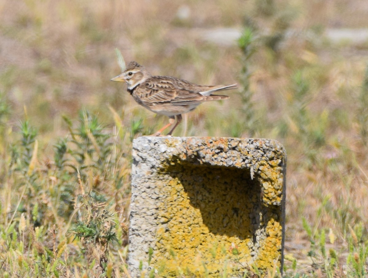 Calandra Lark - Dimitris Dimopoulos