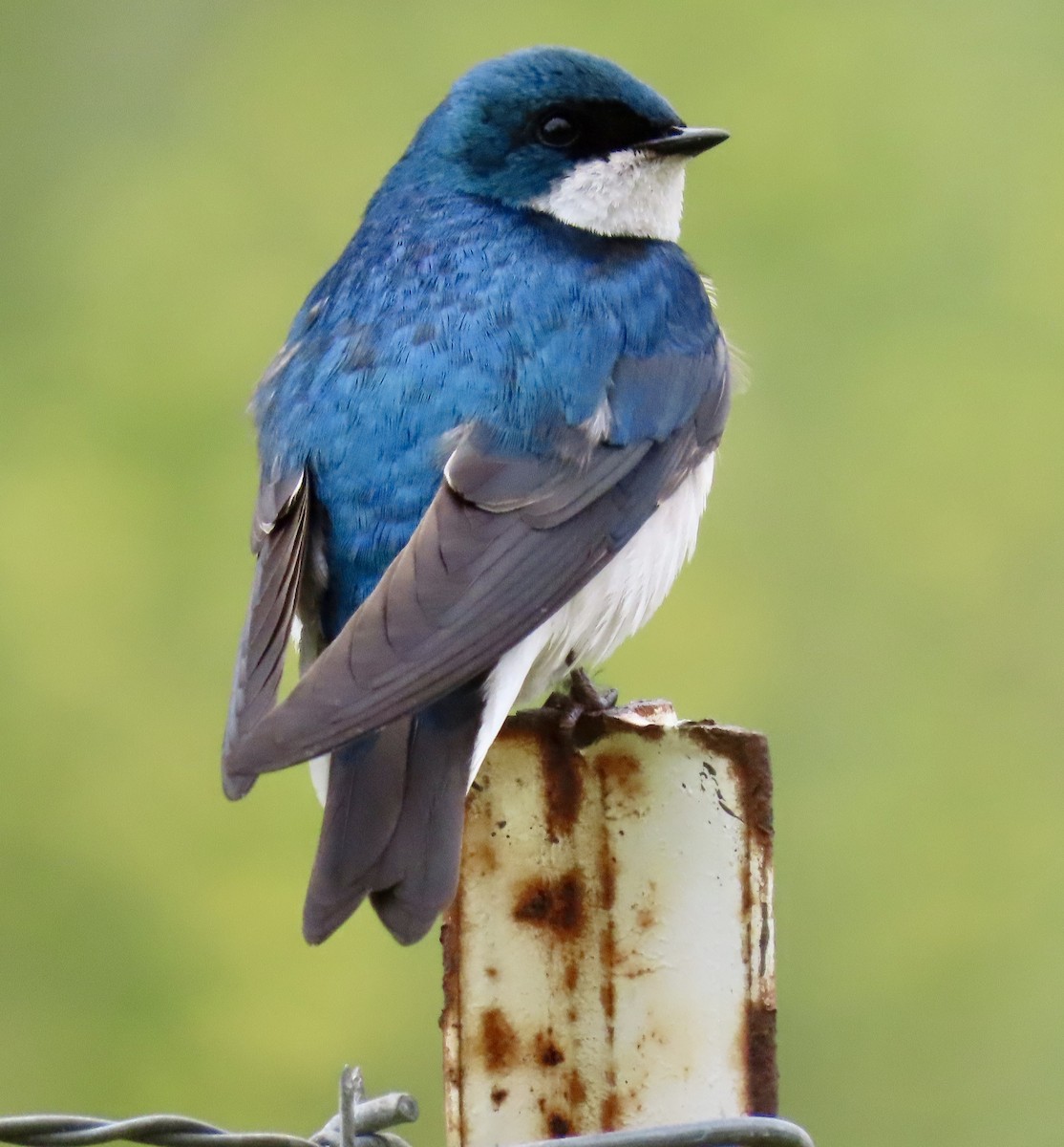 Tree Swallow - ML619633152