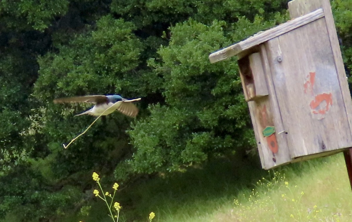 Tree Swallow - ML619633153