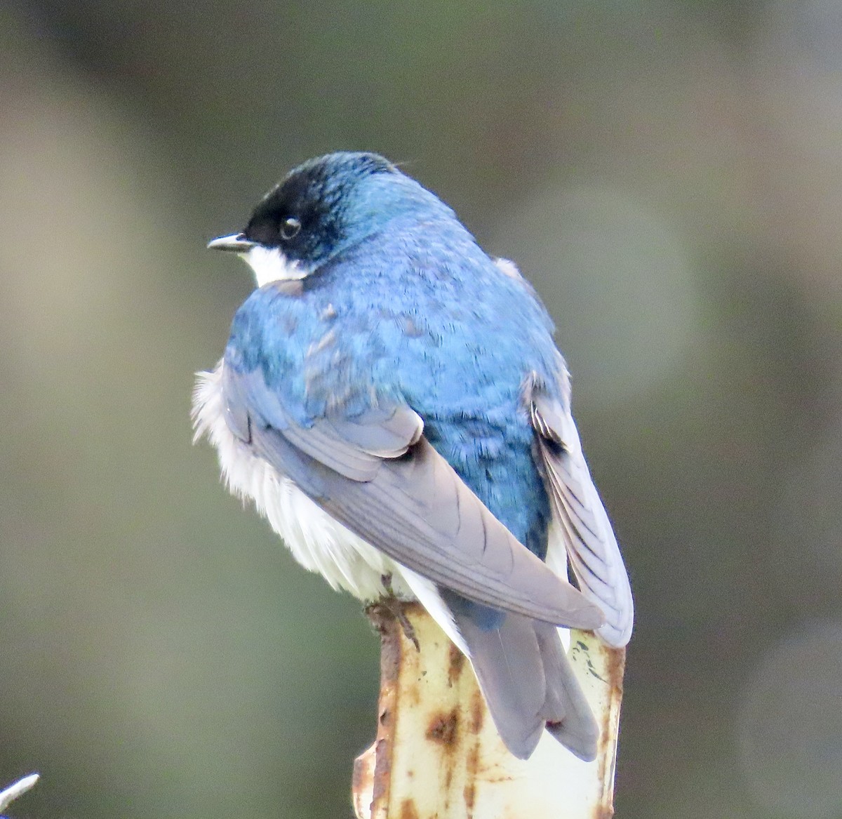 Tree Swallow - ML619633154