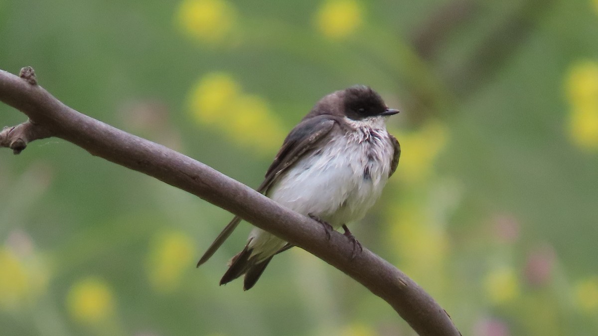 Tree Swallow - ML619633156