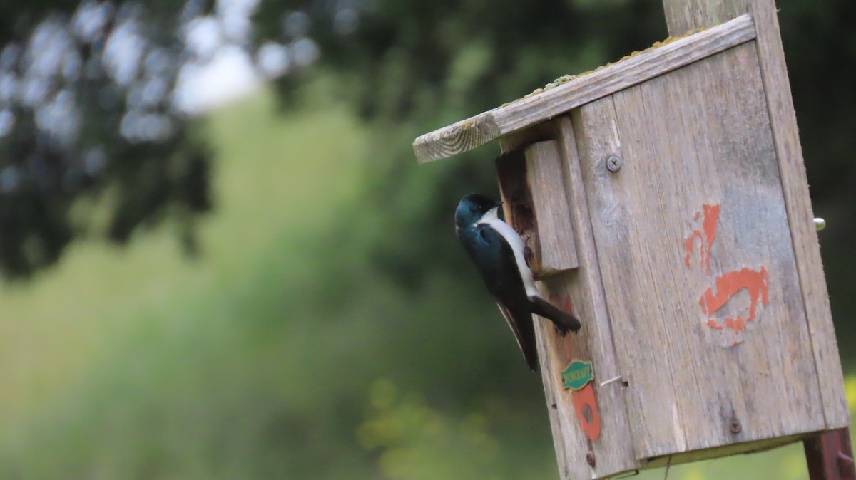 Tree Swallow - ML619633157