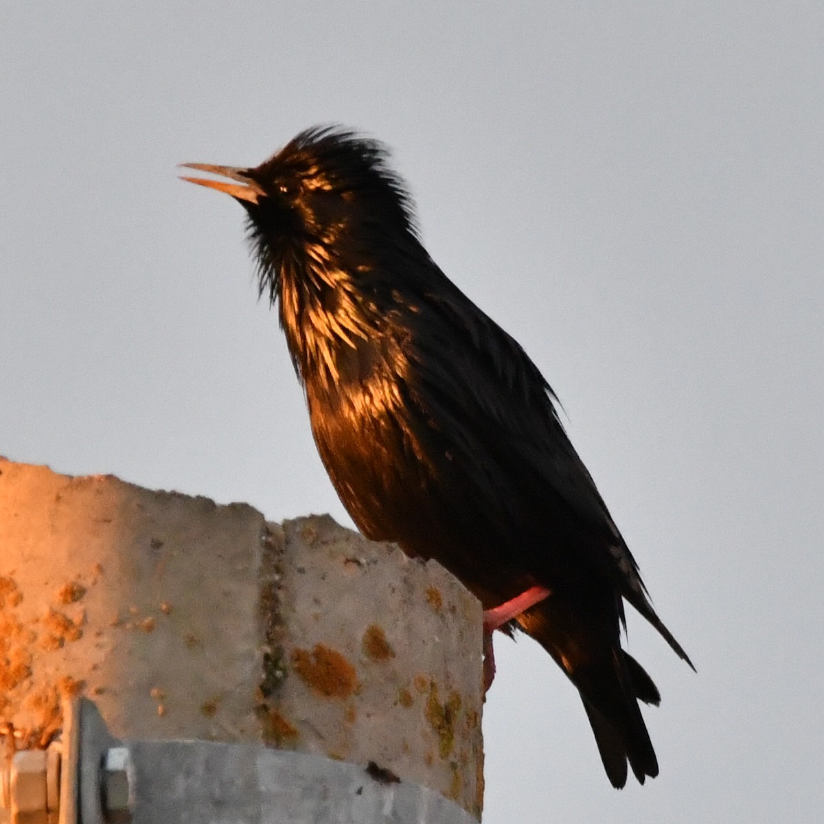 Spotless Starling - Eduardo Gracia fuster